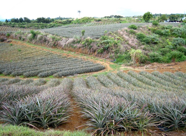 Plantation d'ananas dans la région du Tampon
