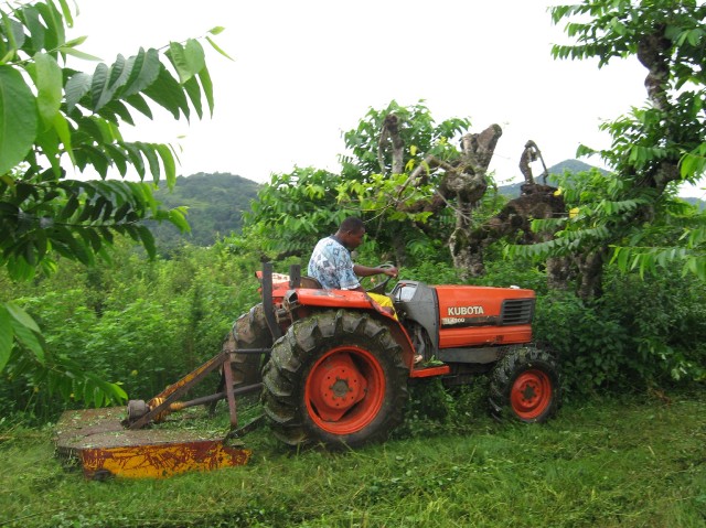 Défrichage au girobroyeur dans une plantation d'ylang-ylang