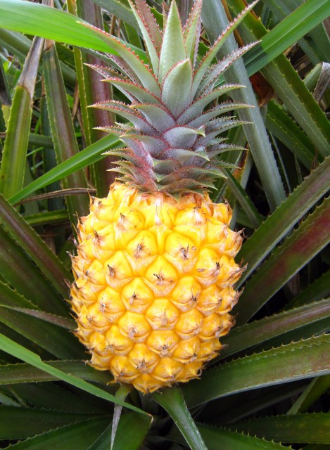 Ananas Victoria