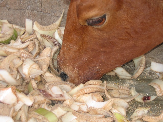 Alimentation bovine