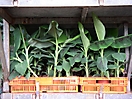 Vitroplants de bananiers prêts à être plantés
