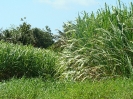 Parcelles plantées en canne à sucre