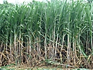 Champ de canne à sucre sur Basse-Terre