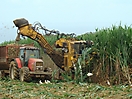 Coupe mécanique de la canne à sucre dans la zone de Capesterre-Belle-Eau