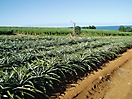 Plantation d'ananas sur fond de champ de canne 