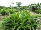Culture de fleurs (oiseau de paradis) dans la région de Cacao