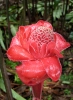 Rose de porcelaine