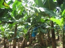 Dans les bananeraies, les régimes de bananes en formation sont protégés par des plastiques