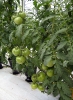 Production de tomates sous serre