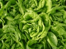 Salades cultivées sous serre