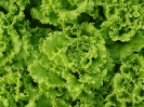 Salades cultivées sous serre