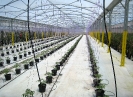 Jeunes plants de tomates cultivés sous serre