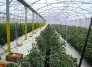 Production de tomates sous serre