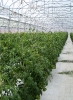 Production de tomates sous serre 
