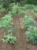 Manioc cultivé dans un jardin créole