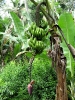 Régime de bananes en formation