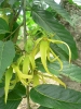 Fleur d'ylang-ylang 
