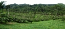 Panoramique d'une plantation d'ylang-ylang