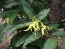 Fleur d'ylang-ylang