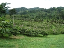 Plantation d'ylang-ylang