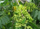 Boutons floraux d'ylang-ylang