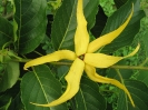 Fleur d'ylang-ylang