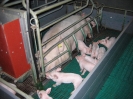 Maternité porcine