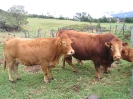 Couple de bovins de race Limousin