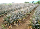 Plantation d'ananas dans la zone du Tampon