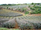Plantation d'ananas dans la région du Tampon