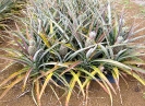 Plantation d'ananas Victoria