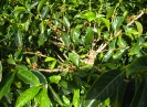 Branches et bourgeons de caféier