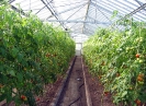 Production de tomates
