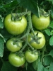Culture de tomates sous serre