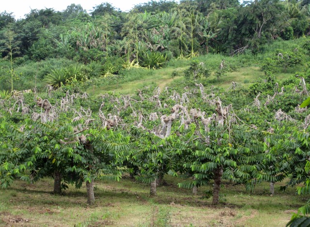 Plantation d'ylang-ylang