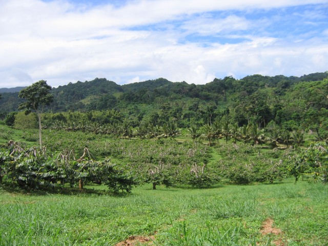 Plantation d'ylang-ylang 