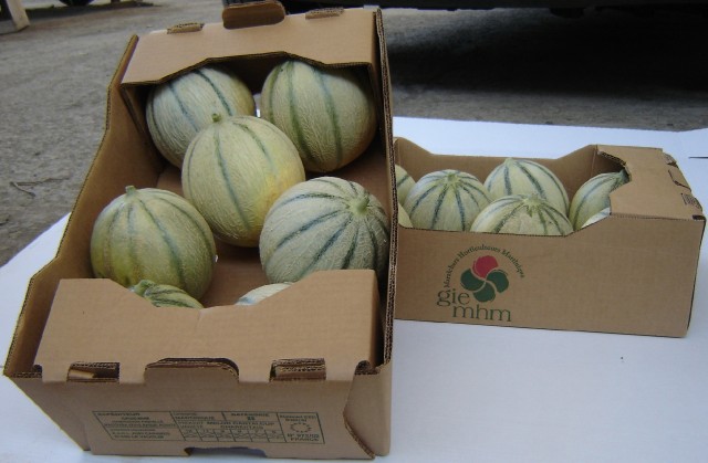 Cartons de melons brodés