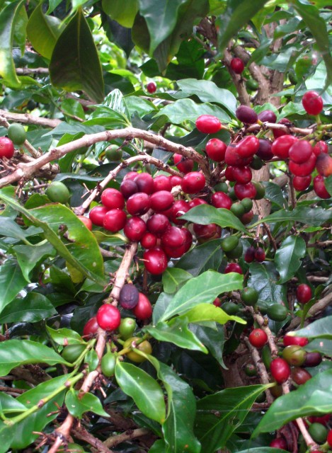 Les fruits du caféier sont appelés des cerises et renferment les fèves de café