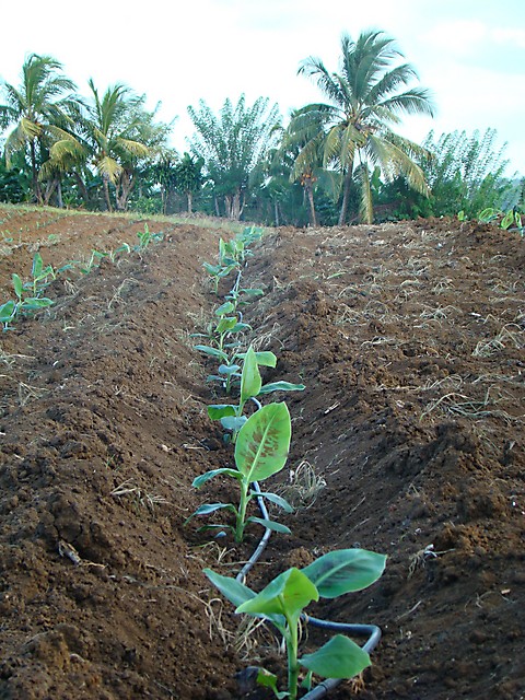 Plantation de vitroplants de bananiers