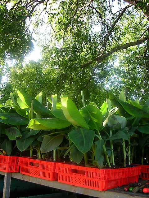Vitroplants de bananiers prêts à être plantés