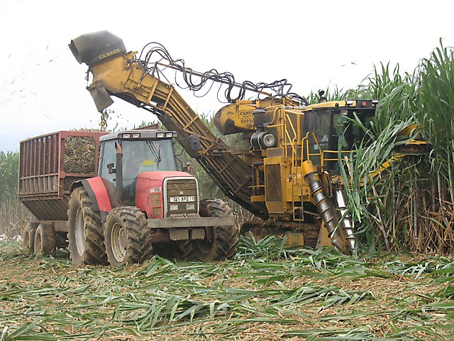 Gros plan coupe mécanique de la canne en Basse-Terre