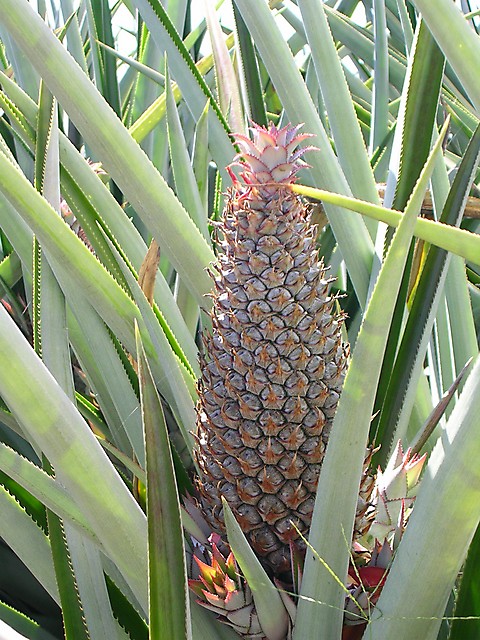 Ananas bouteille