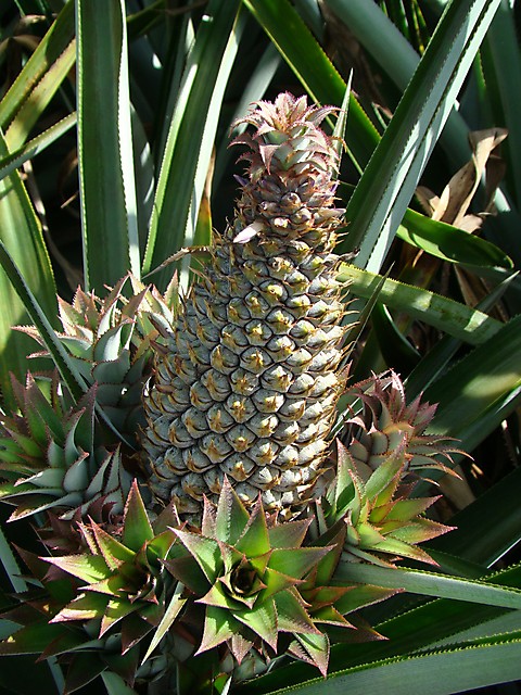 Ananas bouteille 
