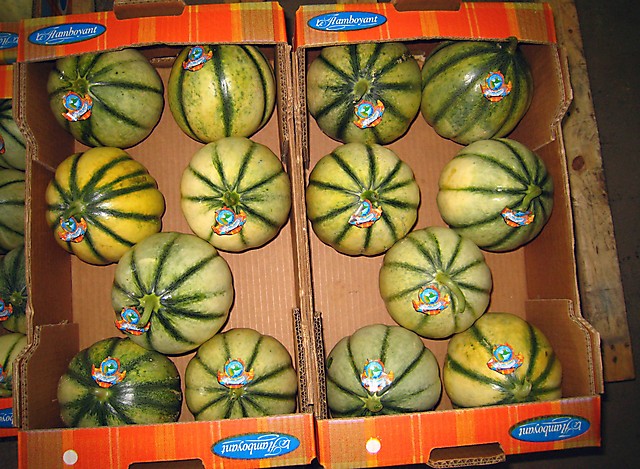 Melons en cartons 