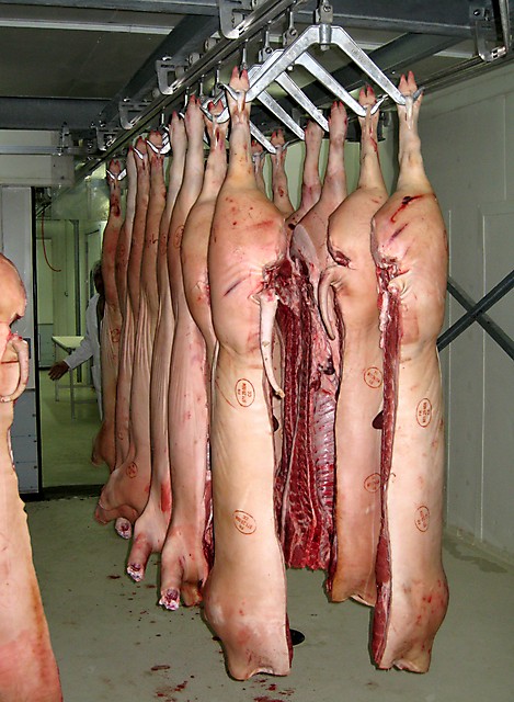 Carcasses porcines dans l'abattoir 