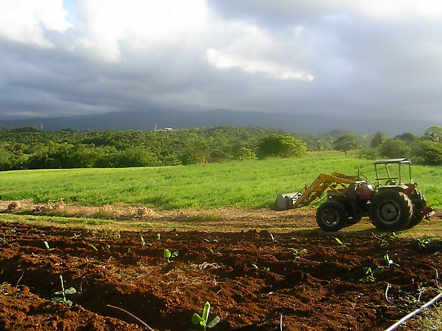 Paysage agricole guadeloupéen