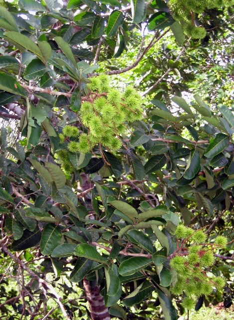 Grappes de ramboutans sur arbre
