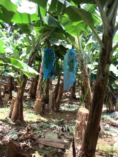 Dans les bananeraies les régimes de bananes sont protégés des insectes par des sacs 