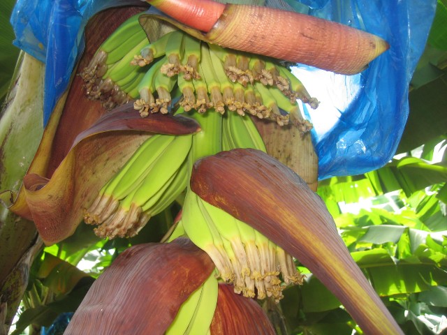 Gros plan sur les bananes en formation dans une fleur de bananier