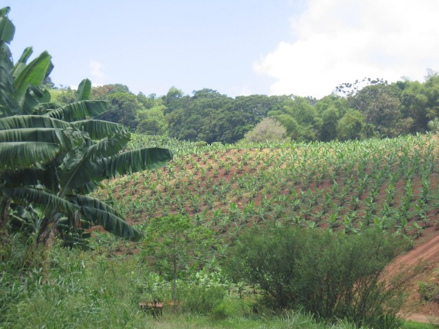 Jeune plantation de bananiers